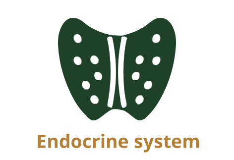 Endocrine system copy.png