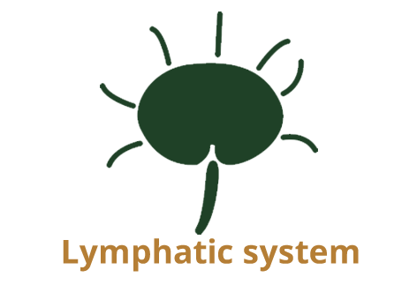 Lymphatic system copy.png