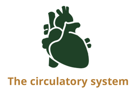 The circulatory system copy.png