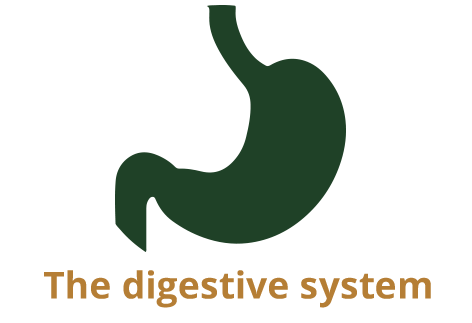 The digestive system copy.png