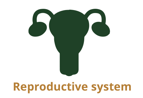 reproductive copy.png