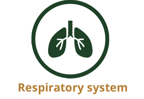 respiratory copy.png
