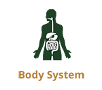 Body System.png